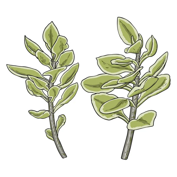 緑と多肉植物は白い背景に設定されています 手描きの枝や小枝 水の色の模倣は 本物の植物で作られた 花束のための多肉植物の葉 ベクトル — ストックベクタ
