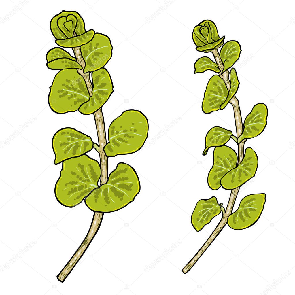 Twig of Moneywort or creeping jenny leaf bunch isolated on white background. Hand drawing green plant branch with leaves. Vector.