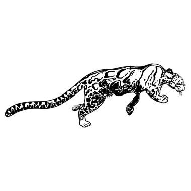 Leopar, vahşi kedi çizimi, Himalayalı bulutlu leopar. El yapımı vahşi kedi avı. Vektör.