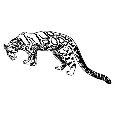 Leopar, vahşi kedi çizimi, Himalayalı bulutlu leopar. El yapımı vahşi kedi avı. Vektör.