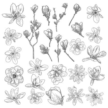 Manolya çiçekleri dalların üzerinde duruyor ve beyaz renkte izole edilmiş. Manolya 'nın yan görünüşü, dal koleksiyonunda açan açık bahar, parktaki ya da ormandaki gerçek ağaçtan çekilen el. Vektör.