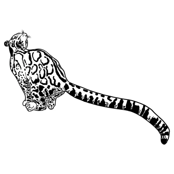 Леопард Рисунок Дикой Кошки Облачный Леопард Гималаев Охота Диких Кошек — стоковый вектор