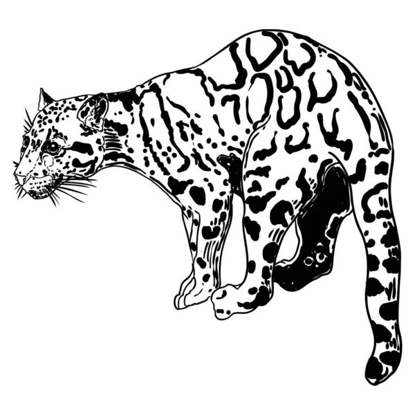 Leopard Wild Cat Drawing Clouded Leopard Himalayan Hand Drawn Wildcat — Stock vektor