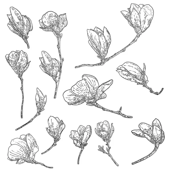 マグノリアの花のドローイングセット 本物の木から花の植物の小枝のスケッチ 白を基調とした線画で黒と白 モクレンのイラストを描いた実際の手描きの生花 ベクトル — ストックベクタ