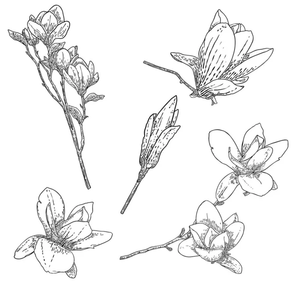 Rysunki Kwiatów Magnolii Szkic Kwiatowych Gałązek Botanicznych Prawdziwego Drzewa Czarno — Wektor stockowy