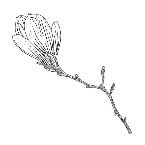 Magnolia Flower Drawing Sketch Floral Botany Twig Real Tree Black — Wektor stockowy