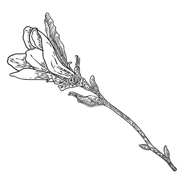 Beyaz Arka Planda Yaprakları Olan Bahar Manolyası Çiçeği Gerçek Ağaçtan — Stok Vektör