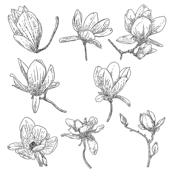 Magnolia Flower Drawings Set Sketch Floral Botany Twigs Real Tree — стоковый вектор