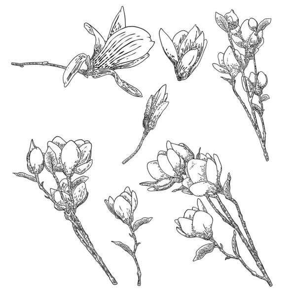 Magnolia Flower Drawings Set Sketch Floral Botany Twigs Real Tree — Vettoriale Stock