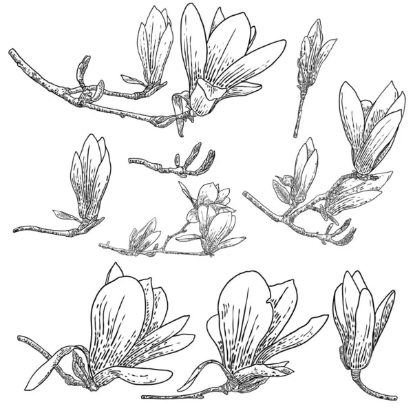 Magnolia Flower Drawings Set Sketch Floral Botany Twigs Real Tree — Vettoriale Stock