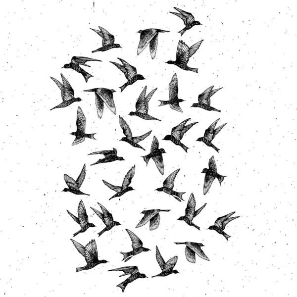 Ensemble Oiseaux Dessinés Main Noire Troupeau Dessin Croquis Sur Texture — Image vectorielle