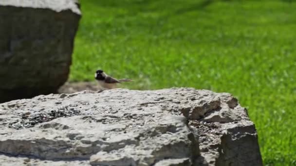 Black Capped Chickadee Picking Eating Seeds Rock Boulder Public Park — Stock Video