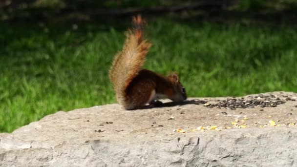 公園の森のチプムンクは岩の種を食べる カナダで夏の野生動物が目覚める — ストック動画