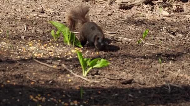 Squirrel Picking Seeds Nuts Forest Park Animal Wildlife City Shot — Stock Video
