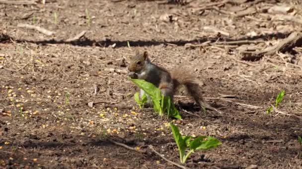 森や公園で種やナッツを摘むリス 市内の動物野生動物が撃たれた カナダのリスの掘削と食べ物のための嗅ぎ — ストック動画
