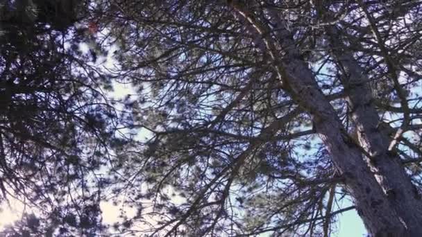 Día Verano Bosque Sol Lame Visible Través Del Abeto Los — Vídeos de Stock