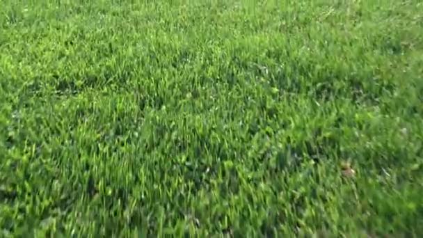 Frisches Sonniges Sommermorgen Grünes Gras Aus Nächster Nähe Bewegt Sich — Stockvideo