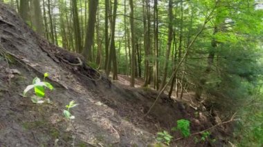 Yürüyüş sırasında ormanda çekilen yeşil vadi manzarası. Yeşil ağaçların ve tepelerin doğal manzarası.