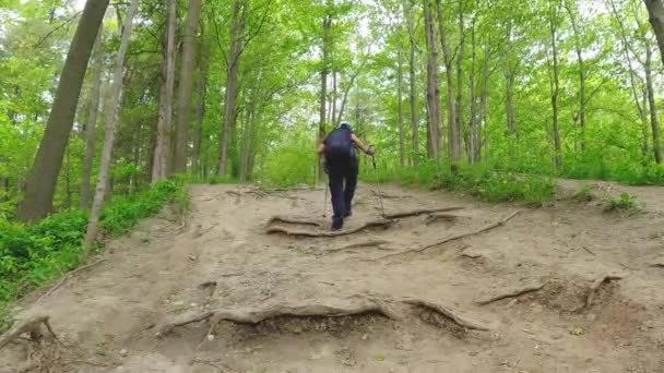 Γυναίκα Τουριστική Πεζοπορία Στο Δάσος Κατά Διάρκεια Του Καλοκαιριού Ταξίδι — Αρχείο Βίντεο