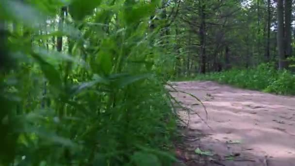 Çimlerde Yürümenin Düşük Açılı Görüntüsü Yürüyüş Pov Perspektif Kamerasının Altındaki — Stok video