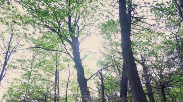 Ormanda Yaz Günü Güneş Orman Ağaçlarının Yeşil Yapraklarının Arasından Görülebiliyor — Stok video
