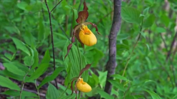 Zeer Zeldzame Orchidee Damespantoffelorchidee Cypripedium Calceolus Bloemplant Gele Bloem Lijkt — Stockvideo