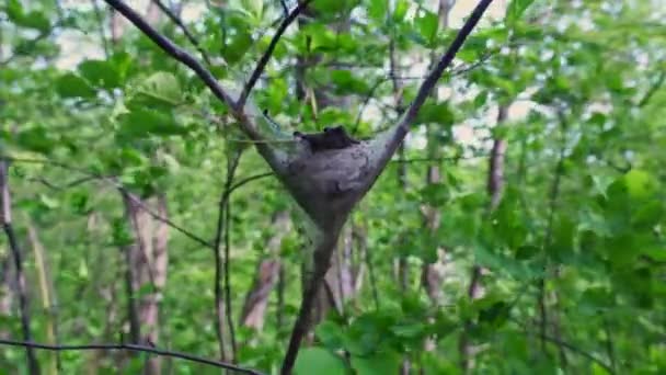 木の巣のテントの毛虫を閉じるまで テントワームは卵と小枝の周りに絹の繭を構築します — ストック動画