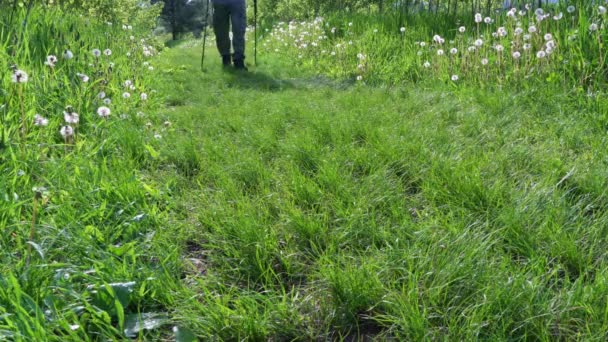 Schlechte Sicht Auf Wanderfüße Turnschuhen Junge Erwachsene Schreiten Mit Stöcken — Stockvideo