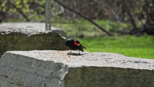 赤翼のブラックバード アゲライオス フェニコスは 公園の森の岩の岩から種を拾い 食べる カナダ — ストック動画