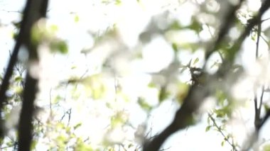 Bir ağacın yeşil yaprakları ve rüzgarda sallanan çiçekler. Güneşe karşı sanatsal pozlama. Siluet ve bulanık bokeh. Güneşin yemyeşil yapraklar ve dallar arasında parlaması. Soyut rüya doğası kavramı.