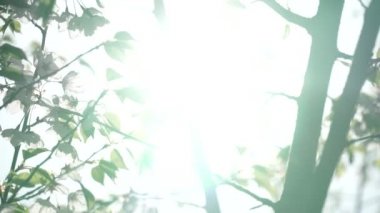 Bir ağacın yeşil yaprakları ve rüzgarda sallanan çiçekler. Güneşe karşı sanatsal pozlama. Siluet ve bulanık bokeh. Güneşin yemyeşil yapraklar ve dallar arasında parlaması. Soyut rüya doğası kavramı.