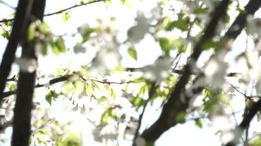 Ağaçların ve yaprakların bulanık bokeh silueti arkaplanı için güneşe güzel, yeşil ve beyaz, sanatsal soyut pozlama. Taze bahar ve yaz yaprakları yemyeşil meyve ağaçları..