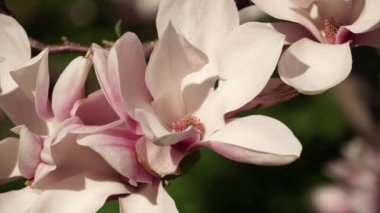Pembe, çiçek açan Magnolia ağacı. Manolya çiçekleri kapanıyor. Bahar mevsiminin sonunda tomurcuklanan dallar. Manolya ağacının güzel pembe çiçekleri hareket eden dallarla esiyor..