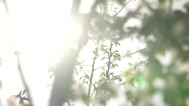 Bir ağacın yeşil yaprakları ve rüzgarda sallanan çiçekler. Güneşe karşı sanatsal pozlama. Siluet ve bulanık bokeh. Güneşin yemyeşil yapraklar ve dallar arasında parlaması. Soyut rüya doğası kavramı.