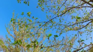 Kiraz bahçesinde yürüyorum çiçekler ve mavi gökyüzü arka planıyla çiçek açan ağaçlar, rüya gibi yavaş çekim ve hayal ürünü rüya gibi seyahat doğa kavramı..