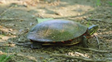 Sıcak bir günde gölgede saklanan boyalı kaplumbağa. Kuzey Amerika 'nın en yaygın yerli kaplumbağası. Toronto, Ontario, Kanada 'daki Stouffville Koruma Alanı ve Reservoir.