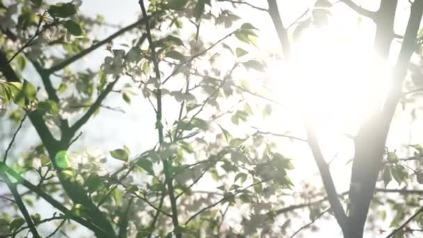 Bella Verde Bianco Naturale Esposizione Artistica Astratta Sole Sfondo Bokeh — Video Stock