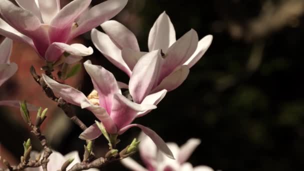 春の終わりに花の花弁を持つマグノリアの花木の小枝が風に乗っています 夏のほぼ日当たりの良い日に公園の庭でピンクのオープン開花頭を持つ枝のショットを閉じます — ストック動画