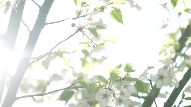 Las Hojas Verdes Del Árbol Las Flores Ondeando Viento Exposición — Vídeos de Stock