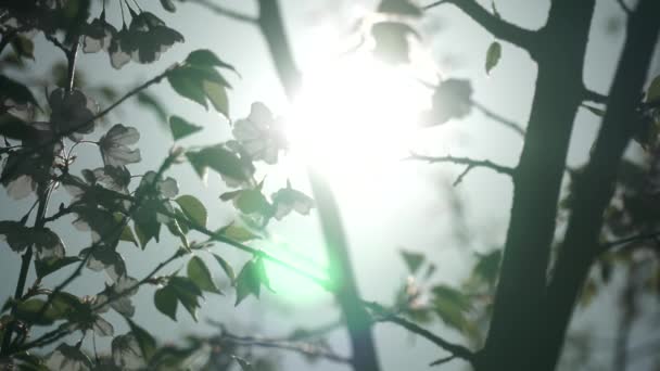 Kaunis Vihreä Valkoinen Luonnollinen Taiteellinen Abstrakti Altistuminen Auringolle Hämärä Bokeh — kuvapankkivideo