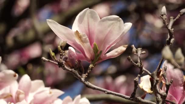 Magnolia Kwitną Gałązki Drzew Płatkami Kwiatów Końcu Wiosny Wietrze Szczelnie — Wideo stockowe