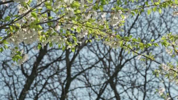 Beautiful Spring Cherry Tree Flowers Blossom Branches Extreme Close Sakura — Stock Video