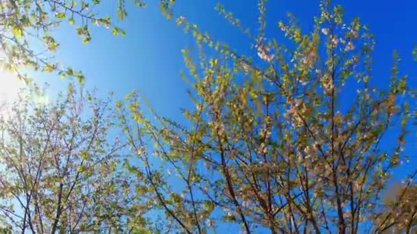 漫步在开满鲜花蓝天背景的樱桃树的春天花园里 梦幻般的慢动作 幻想着梦游着大自然的概念 — 图库视频影像