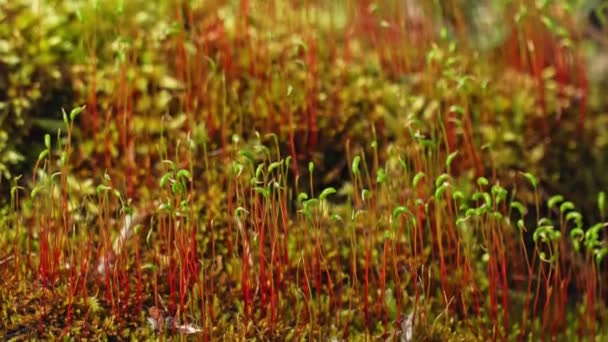 野生の森 自然保護と生物多様性の苔の植物 苔は緑豊かな石の表面に成長します 被写界深度の浅いマクロショットのフォーカスシフト — ストック動画