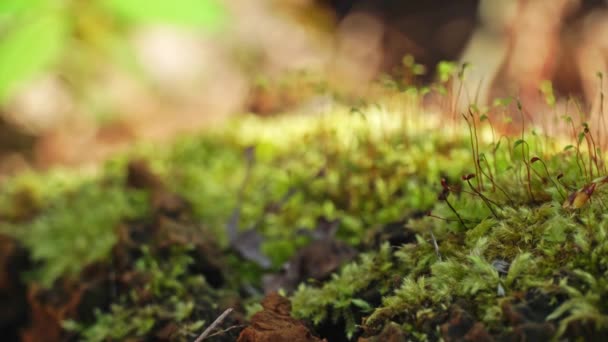 Makro Mělkou Hloubkou Pole Zobrazující Detaily Mechu Lese Posun Zaměření — Stock video