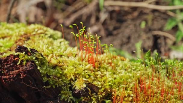 Makró Felvétel Sekély Mélységű Mezővel Ami Erdő Mohájának Részleteit Mutatja — Stock videók