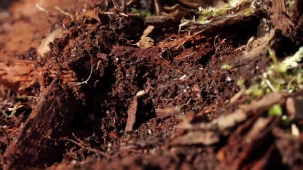 Extreme Nahaufnahme Makroaufnahme Von Schwarzen Ameisennestern Insektenkolonien Ameisen Rennen Herum — Stockvideo