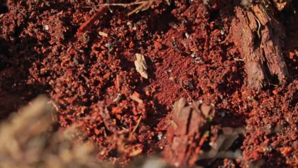 Extreme Nahaufnahme Makroaufnahme Von Schwarzen Ameisennestern Insektenkolonien Ameisen Rennen Herum — Stockvideo