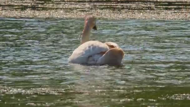 Lonely Swan Pond Small Lake Close Footage Telephoto Lens White — Stock Video