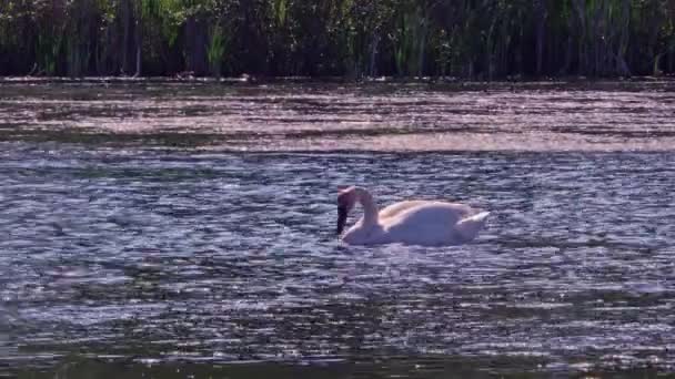 池や小さな湖の中に孤独な白鳥 望遠レンズで映像を閉じます 白い白鳥の水泳や非常に暑い日に自分自身を養う ストッフビル保護区と貯水池 カナダのトロント — ストック動画